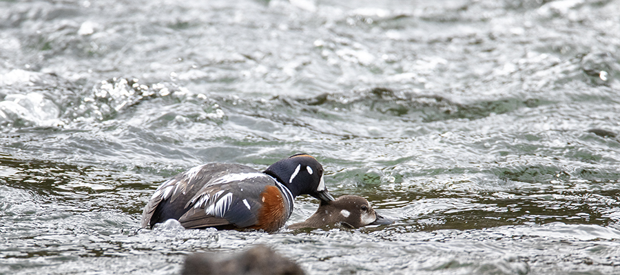 Pair of Harlequin Ducks mating.