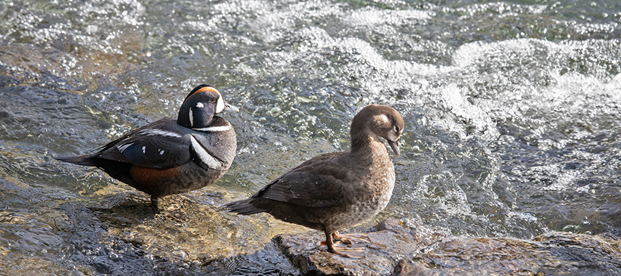 Pair of Harlequin Duck hauled out on rocks.