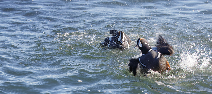 Atlantic Harliquin drake coming in for water landing.