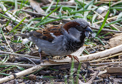 House Sparrow
