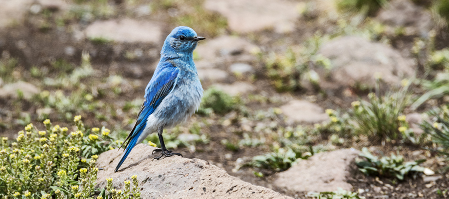Mountain Bluebird.