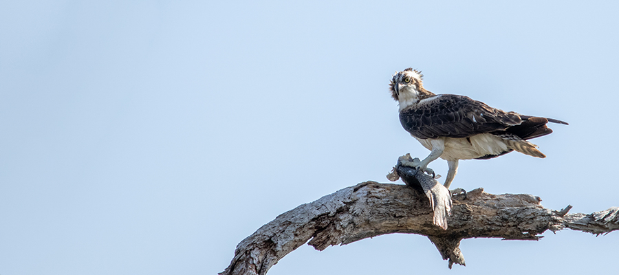 Osprey with a large fish dinner on limb