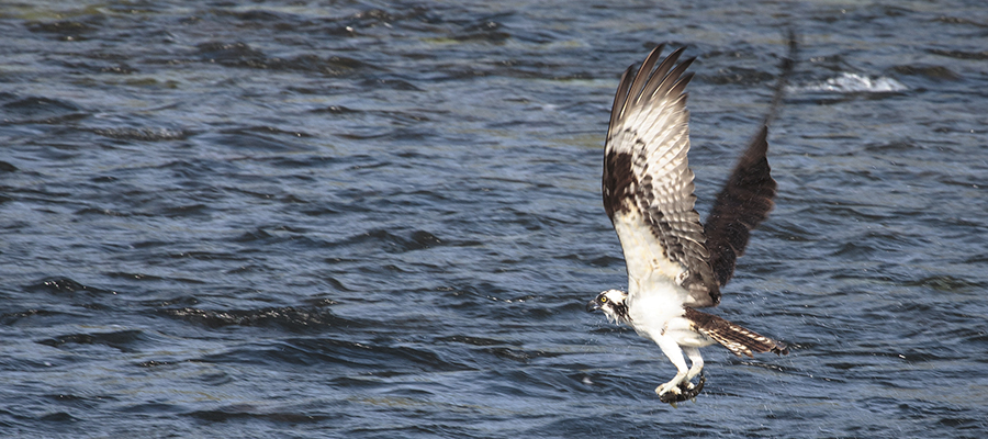 Osprey lifting off with dinner.