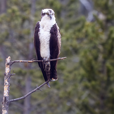Osprey surveying country side