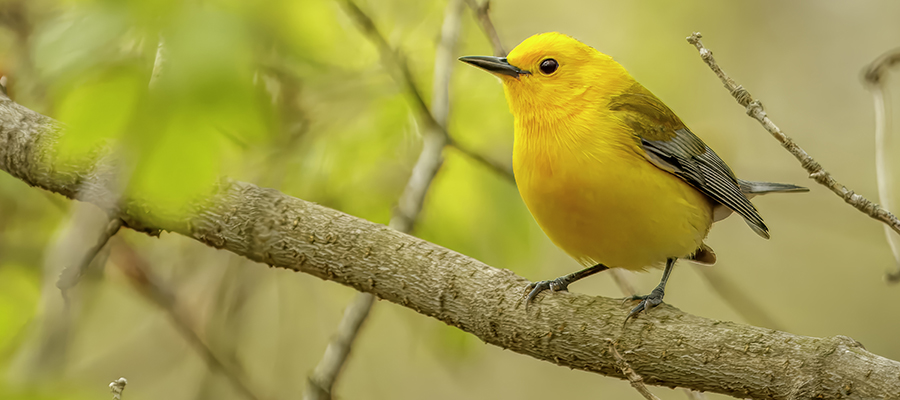 Prothonotary Warbler