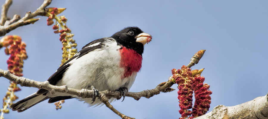 Rose-breasted Grosbeak.