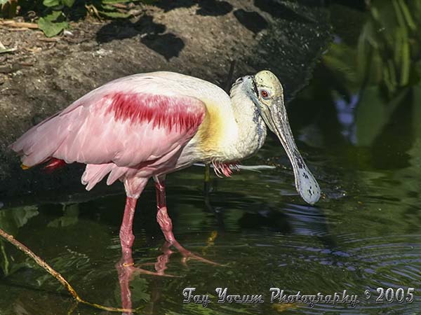 Roseate Spoonbill at the water edge.