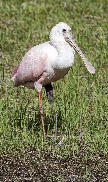 Spoonbill in a Florida field.