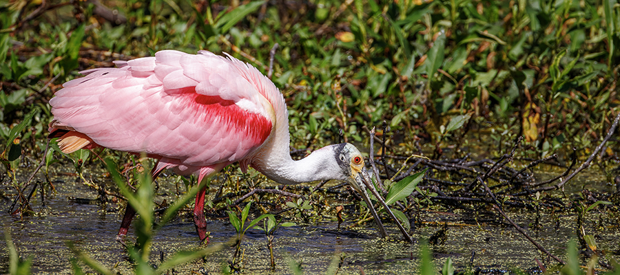Roseate Spoonbill sifting for food