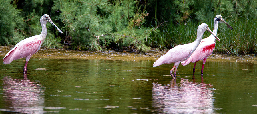 Closer look at the bill of a spoonbill.