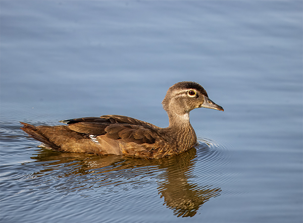 Female Wood Duck