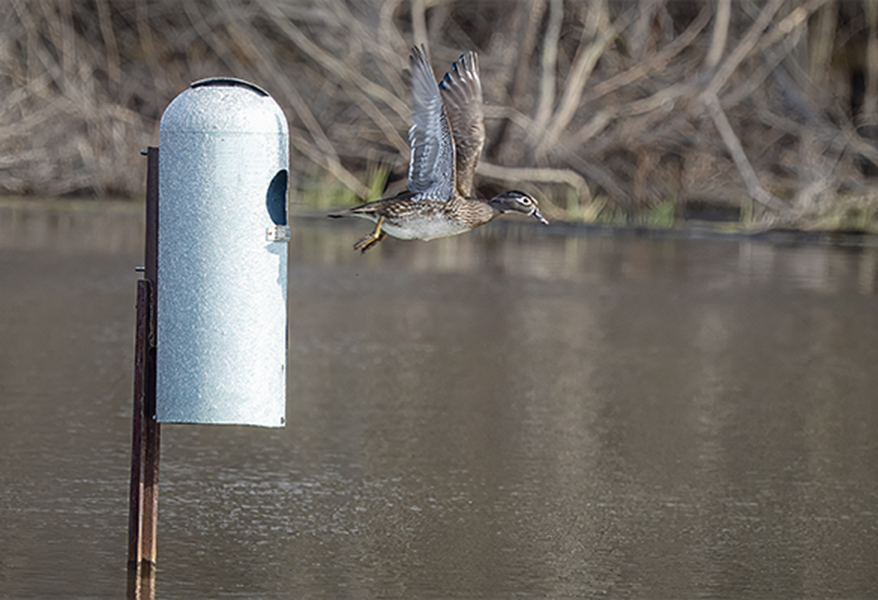 Female Wood Duck Jumping from nesting box.