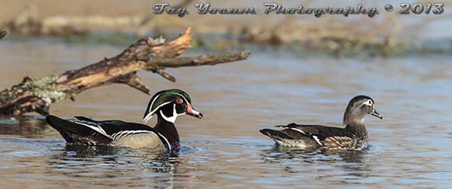 Pair of Wood Duck