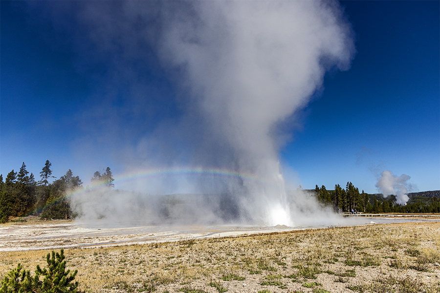 Daisy Geyser erupting