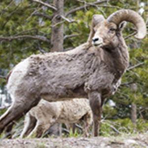 Bighorn Sheep Ram looking over it's shoulder