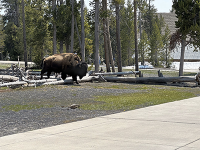 Bison walking through Old Faithful visitor area.