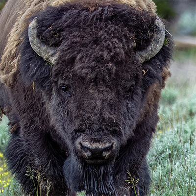 Bison face showing horns.