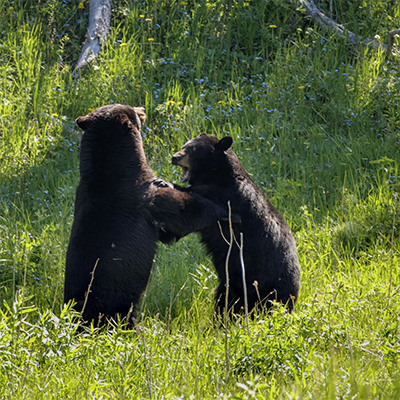 Two black bears facing off in an argument.