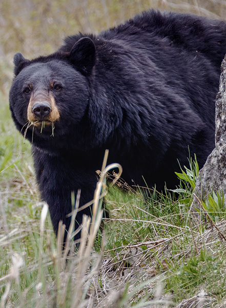 Momma black bear with mouth of grass.