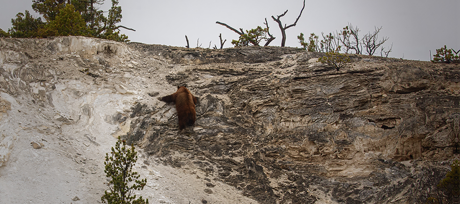 Black Bearing crawling up the Upper Terraces at Mammoth Hot Spring.