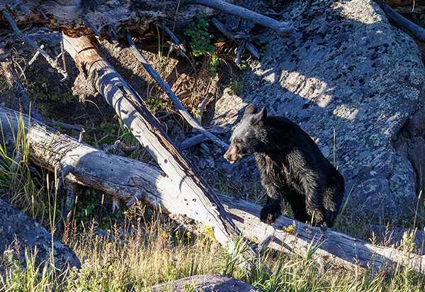 Small Black Bear climbing a log.