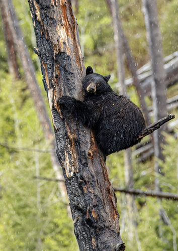 Momma black bear up a tree protecting cub.