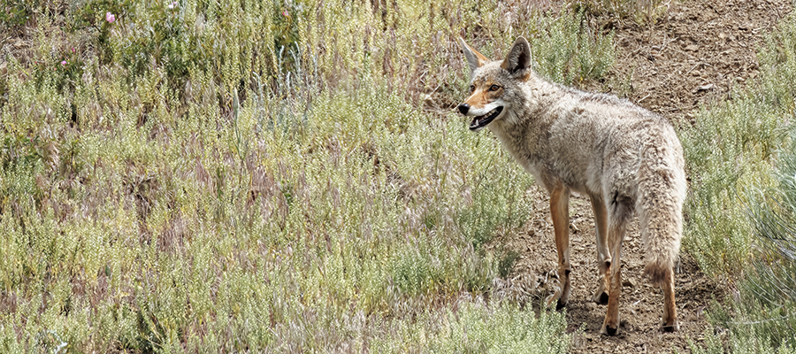 Coyote looking over his shoulder.