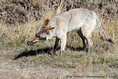 Coyote eating a vole.