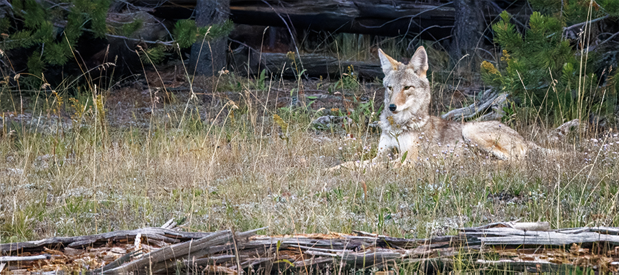 Coyote setting by the woods