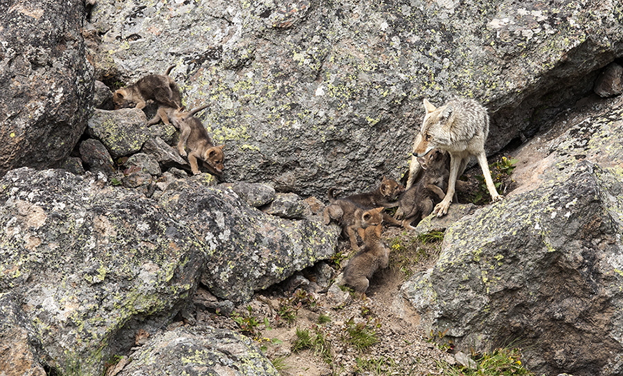Coyote mom with many of her nine pups.