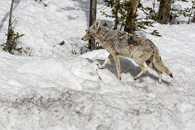 Coyote walking up the snow piled by the road on a mission.