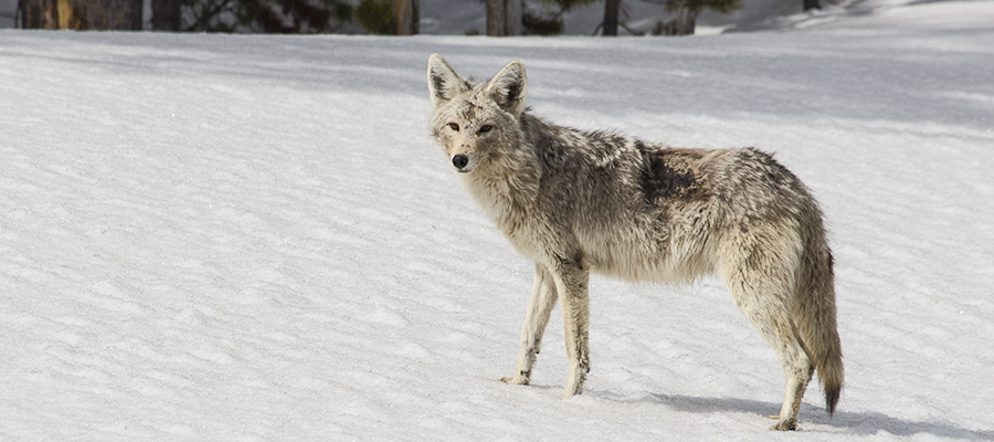 Coyote on snow in profile.