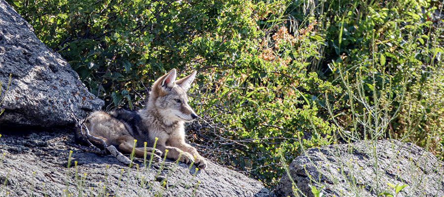 Coyote pup sunning on a rock.