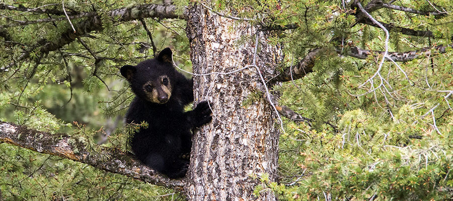 Black bear cub up in a tree.
