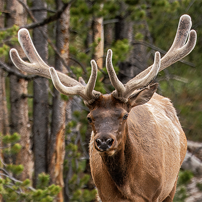 Bulk elk with velvet on antlers.