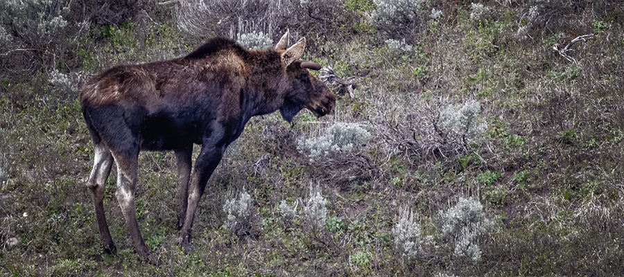 This moose was seen at Trout Lake in the spring. It's antlers are just starting to grow.
