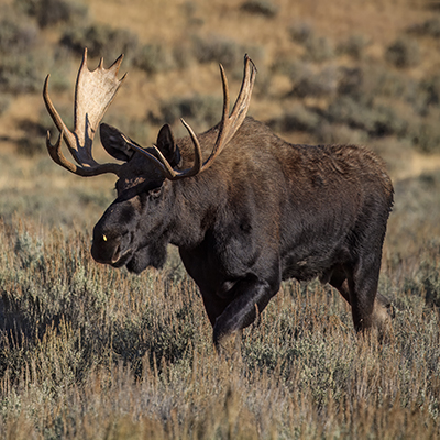 A moose bull walking towards camera.