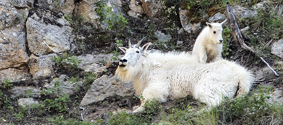Mountain Goat billy, male, with kid, baby.