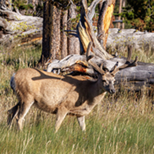 A mule deer buck looking around.