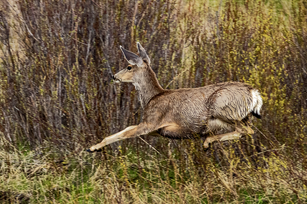 A mule deer running along fall vegetation.