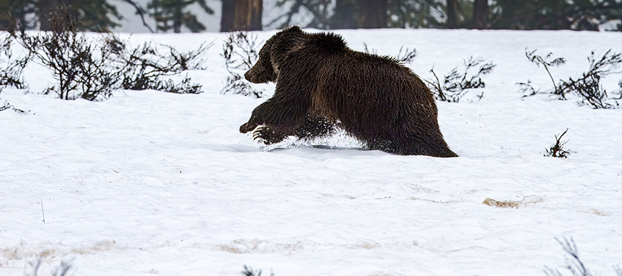 A grizzly running over snow
