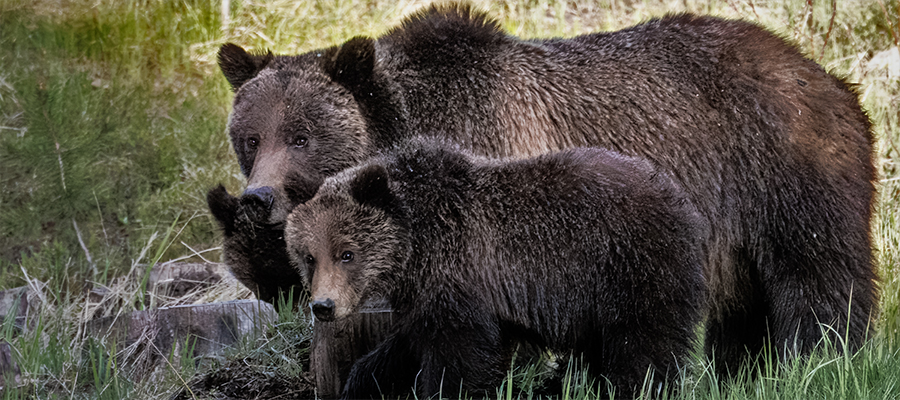 Grizzly sow with two cubs in government housing, Yellowstone National Park
