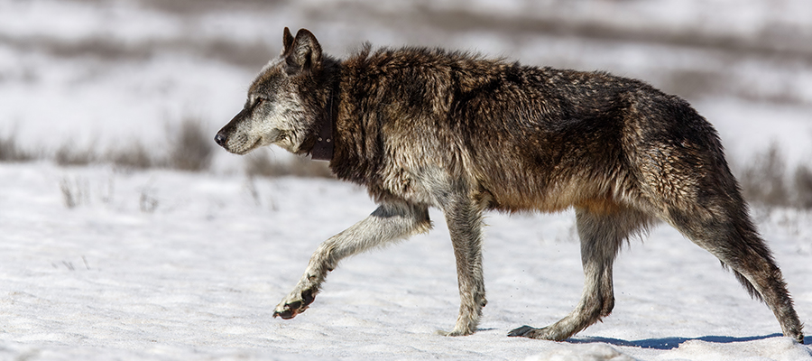 Wolf walking across the snow.