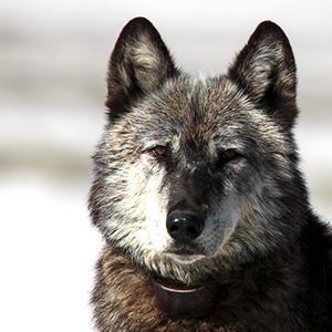 Face of wolf