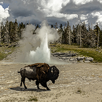 Bison walking in front of erupting Grand Geyser