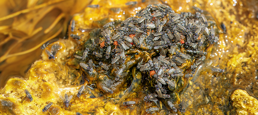 Flies on bacterial mat
