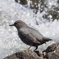 American Dipper.