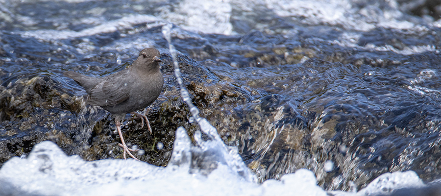 Water splashing up to a nonflinching dipper.
