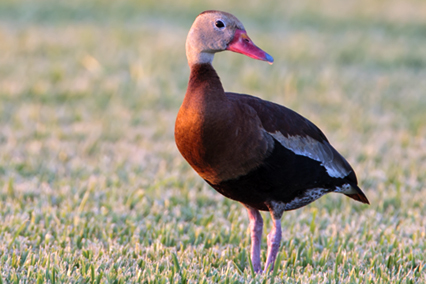Black-bellied Whistling Duck.