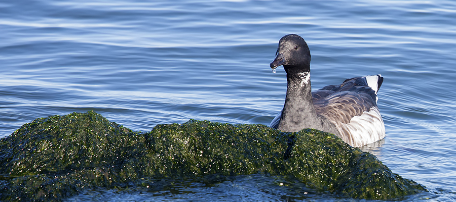 Brant Goose